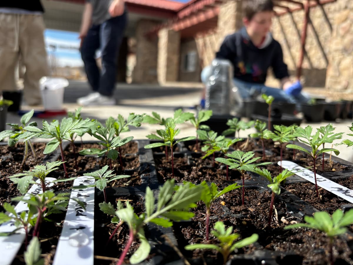 Seedlings ready for sale